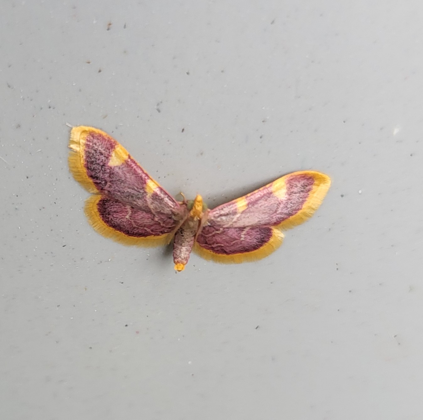 Photo of Gold Triangle (Hypsopygia costalis)